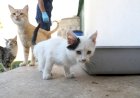 Hayvan Bakım Evi kışa hazır